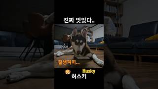 허스키🐶초코는 잘생긴 편인거같아요 #shorts#허스키#강아지