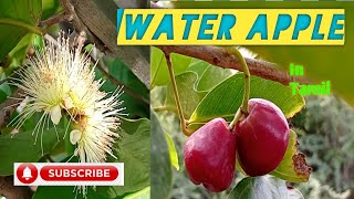 மாடித்தோட்டத்தில் Water Apple வளர்ப்பு ....Java apple,wax apple...In TAMIL....JJ pets \u0026 Gardens