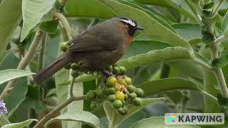 நீலகிரி, குனூரில் பறவைகள்