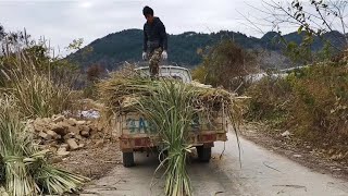 養牛人最怕冬天牛吃不飽，有了它老③就不怕牛吃不飽了