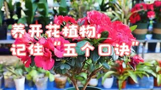 喜欢养开花植物，记住5句口诀，这是让它开爆盆的关键