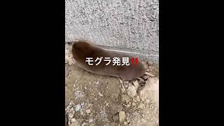 モグラ発見！！