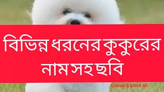 বিভিন্ন ধরনের কুকুরের ইংরেজিতে নাম সহ ছবি, Different types of dog  name  with picture