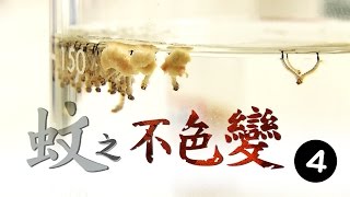 生物防治 甘有效？「劍水蚤」吃孑孓