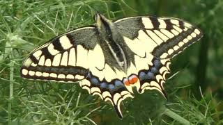 Butterfly Swallowtail Papilio Machaon 22730 Trégastel, Côtes d'Armor, Brittany, France 5th May 2022