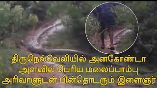 Anakonda size snake |  The biggest python in thirunelveli