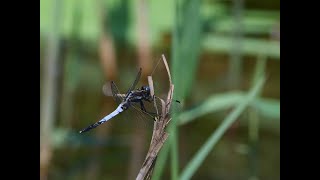 【5/6】北本自然観察公園～野鳥の声と湿地の昆虫、初夏の花