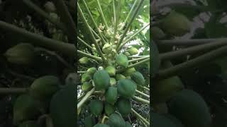 ਪਪੀਤਾ  (Papaya)