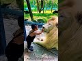 Lion vs kid #lion #animals #zoo #baby #kids