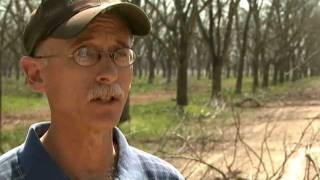 Hedging Pecan Trees - Feature by KBTX