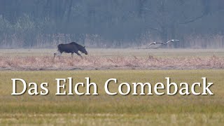 Rewilding Oder Delta: das Elch Comeback