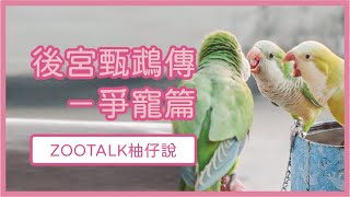 【快樂鳥日子】鸚鵡會爭寵、吃醋？接第二隻鸚鵡回來的注意事項！Zootalk#4