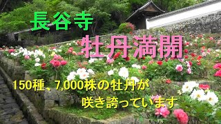 長谷寺・牡丹満開（スライドショー）　長谷寺全体をアップしおり、牡丹だけでなく、寺を良く知ることが出来ます