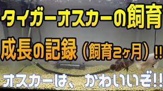 【熱帯魚】肉食！！タイガーオスカー  成長の記録 飼育2ヶ月！！ オスカーはかわいいぞ！！ (はじめてタイガーオスカーを飼育される方へ）  #05 【アクアリウム】