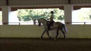 Califa - Imported 2007 Lusitano Dressage Stallion