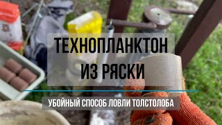 Убойный способ ловли толстолобика на ряску. Простой уловистый рецепт технопланктона.