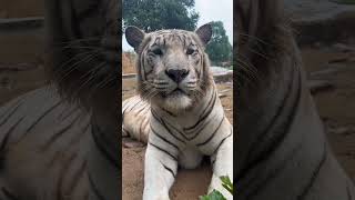 white tiger and blue eyes very beautiful | #shorts