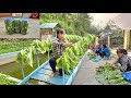 how to make pickles at the farm this way; farm building | Ban Thi Diet