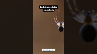 Zaskakujące fakty o pająkach🤯