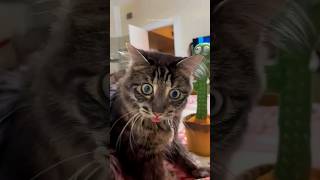 Funny cats 😂 episode 191 #shorts