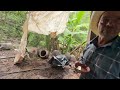 Así se produce el Mezcal ancestral en el Moral en Sahuayo Michoacán México