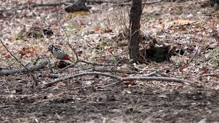 西湖野鳥の森公園のアカゲラ（雌）（4K動画）