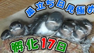 【#ツバメ】#雛 の様子　孵化17日　＋巣立ち予定日を見極めている親鳥　＋レアな鳴き声　[2021/05/15]　#swallow chicks eat food