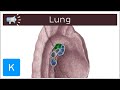 Lung | Anatomical Terms Pronunciation by Kenhub