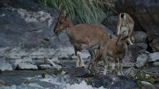 Markhor Encounter by Chitral River| Wild Beauty Revealed@mahmoodgillani