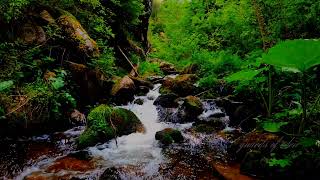 A gently flowing spring that cools nature and breathes new life into the forest #nature #meditation