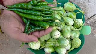 అమ్మమ్మ వేసిన కూరగాయల తోట లో కాయగూరల కోత vegetable harvesting in grandma kitchen garden👌👍🙏 🏘️