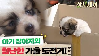 [#삼시세끼정선편] 사춘기 강아지 사피가 가출을 결심한 이유는?