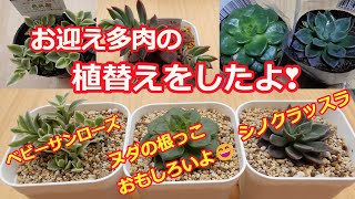 [多肉植物Ⅴlog149]お迎え多肉の植替えをしました😊ヌダの根っこがおもしろい😂はじめて見ました‼😅