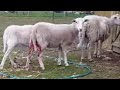 Lambing birth gone wrong - Katahdin Hair Sheep