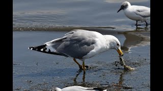 干潟のユリカモメとタイミル君の食事　東京の水辺