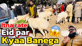 Chaki Dumbe | Kajlay chattre | desi beetal Bakre | LAHORI SHAUK | Lahore Bakra Mandi shapur kanjra