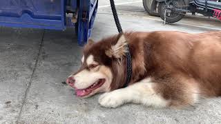 The Chinese girl brought a big Alaskan dog to buy fruit, and the dog was also very good