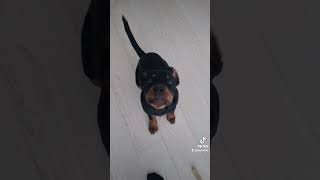 ROTTWEILER ELLI TÄYTTI TÄNÄÄN 4KK 🥳🥳🥳 #rottweiler#doglover#puppy#rottweilerpuppy