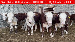 SANJARBEK AKANI 100+100 BUQALARI KELDI KAMDAN KAM KELADI BUNAQASI