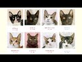 【まいネコ🐈】10月15日猫譲渡会情報