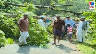 കോതമംഗലത്ത് വീടുകൾക്ക് ഭീഷണിയായി മരങ്ങൾ | Kothamangalam trees | houses News