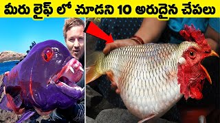 ఇలాంటి అరుదైన చేపల్ని జీవితంలో చూసుండరు! 10 Rare and Amazing Fishes in the world