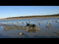 feather ridge hunt club arkansas feather dusting