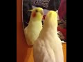 singing birb