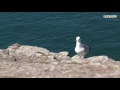 cap fréhel bretagne brittany 4k