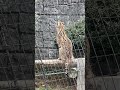 2024年2 18多摩動物公園