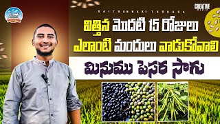 అన్ని రకాల భూములో మినుము సాగు black gram green gram cultivation Raithannaki thoduga