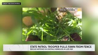 State patrol trooper pulls fawn from fence, reuniting it with its mother