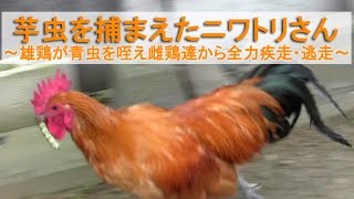 芋虫を捕まえたにわとりさん～雄鶏が青虫を咥えて雌鶏さん達から全力疾走・逃走～