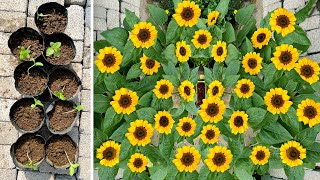 Beautiful front yard landscaping and sun flower care for beginners